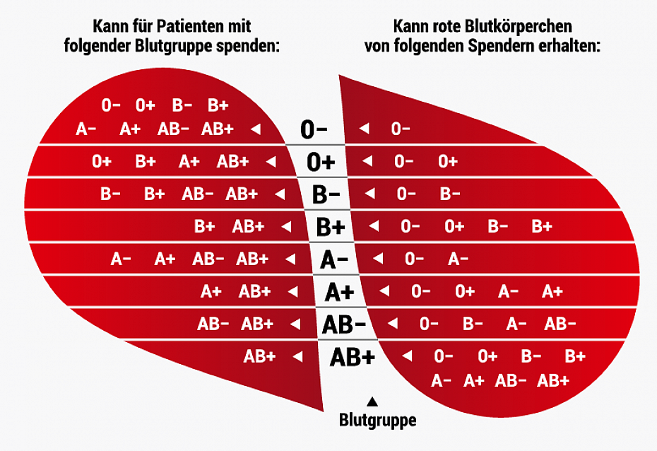 Blutgruppe B Im Überblick | DRK Blutspende-Magazin