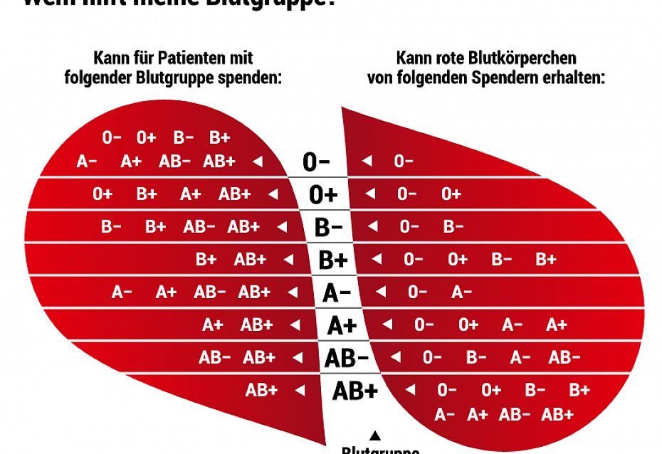 Blutgruppen-Kompatibilität | DRK Blutspende-Magazin