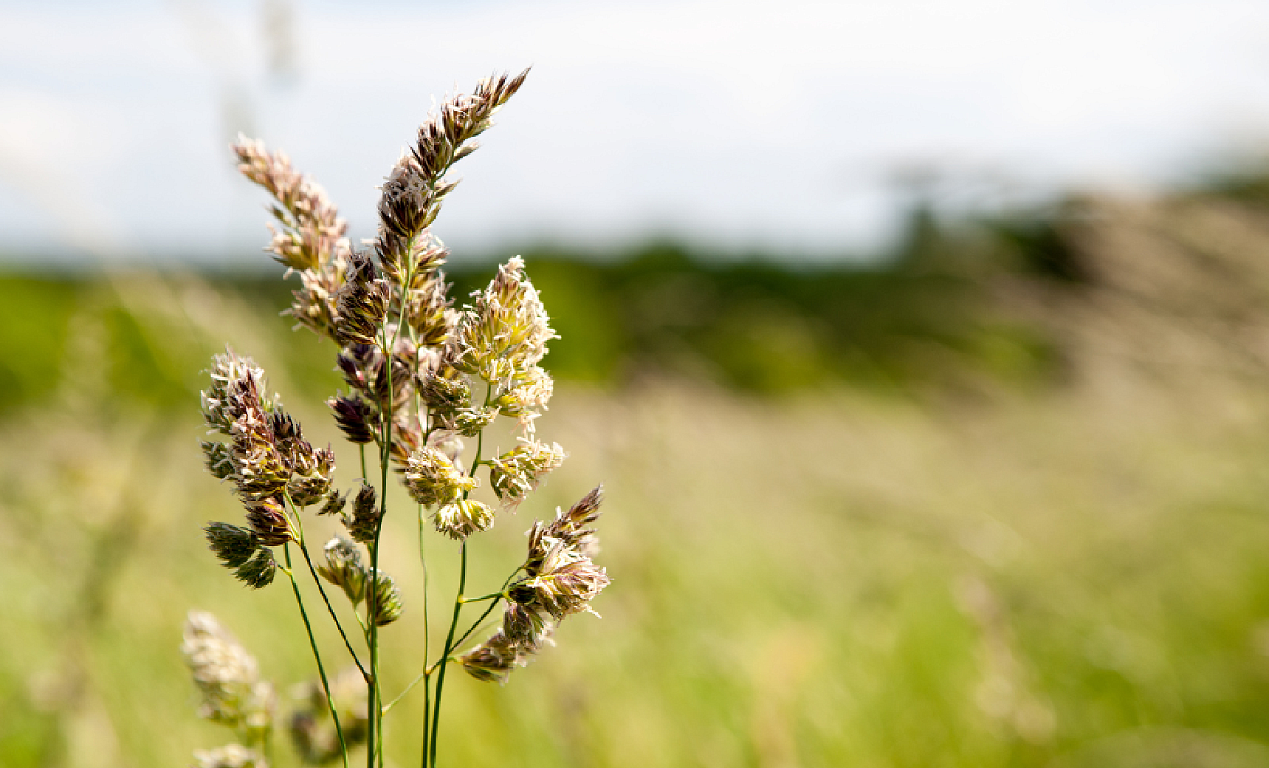 Blutspenden mit Allergien 2