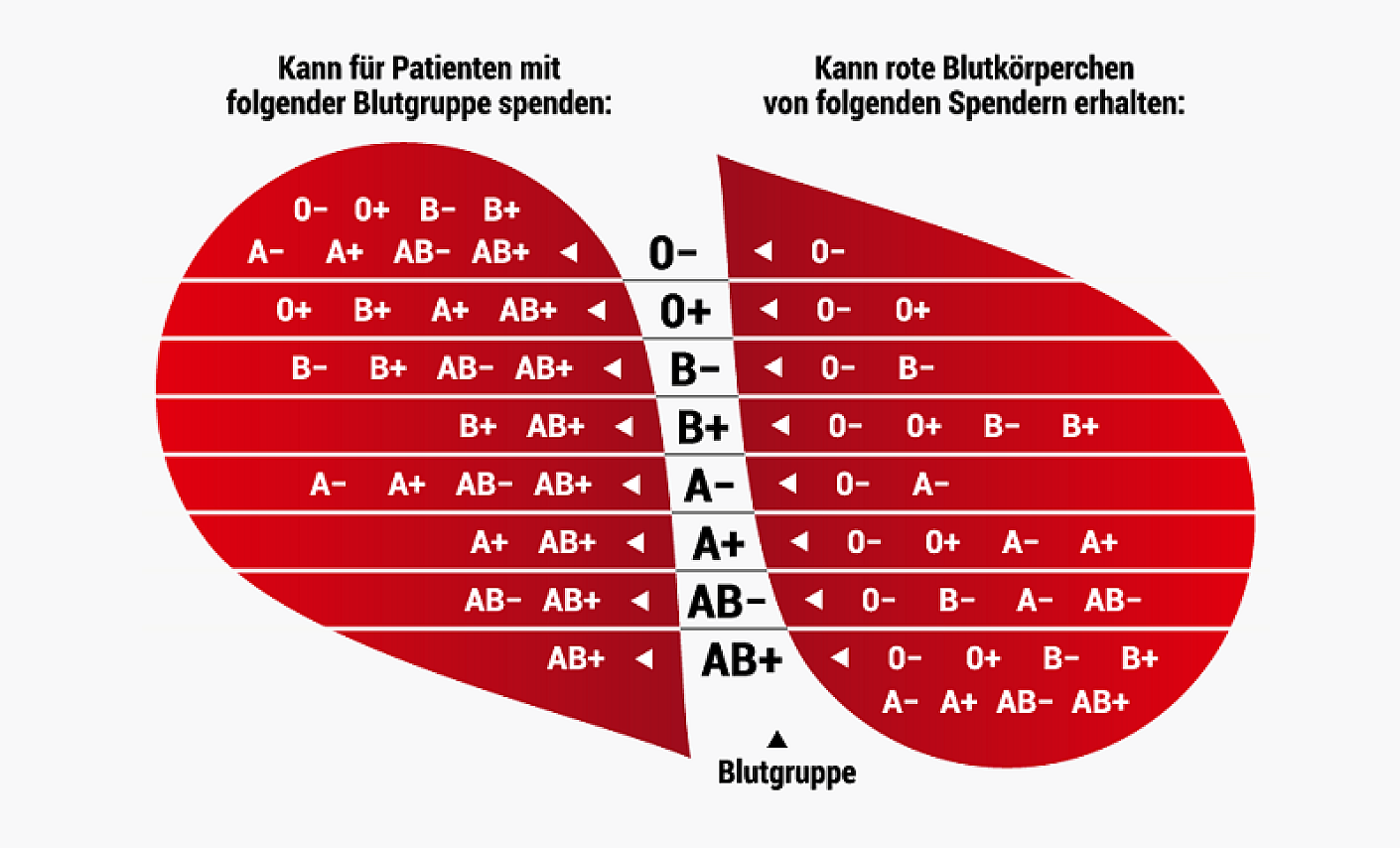 Blutgruppe B Im Überblick | DRK Blutspende-Magazin