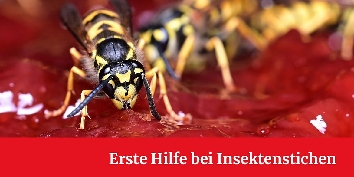 Insektenstiche: Was gilt zu beachten?