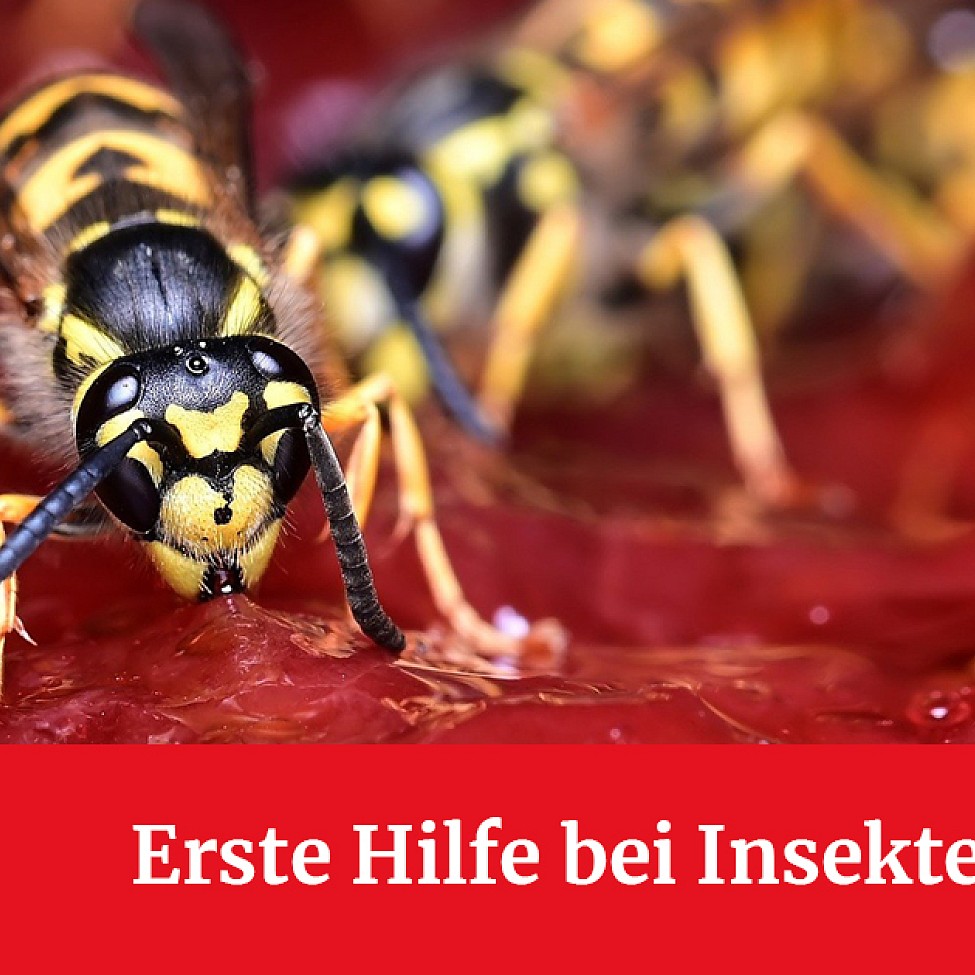 Insektenstiche: Was gilt zu beachten?