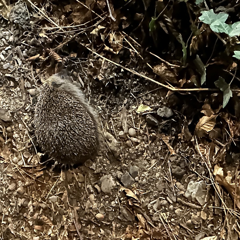 Igel (Rudi)